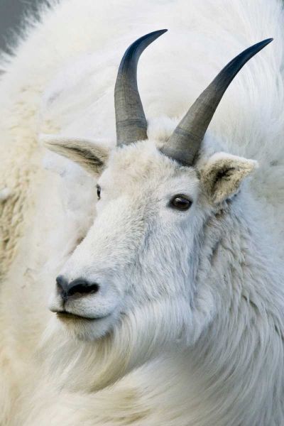 CO, Mount Evans Recreation Area Mountain goat